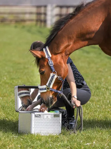 Suku kaste Shiny Imperial Riding