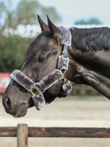 Apauši Show-Line Full Fur Bucas