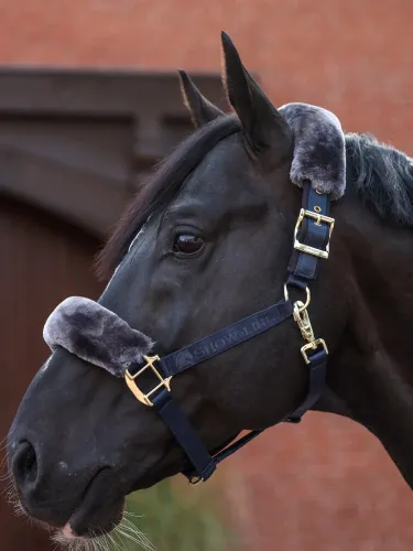 Apauši Show-Line Bucas