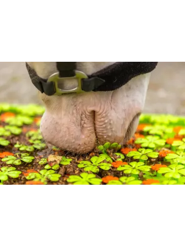 Kārumu paklājiņš Snuffle Mat Wahlsten
