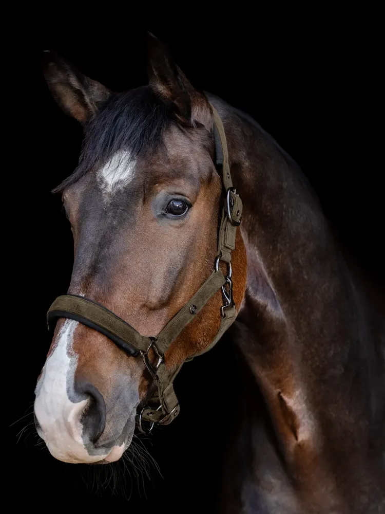 Apauši St.Gallen Waldhausen
