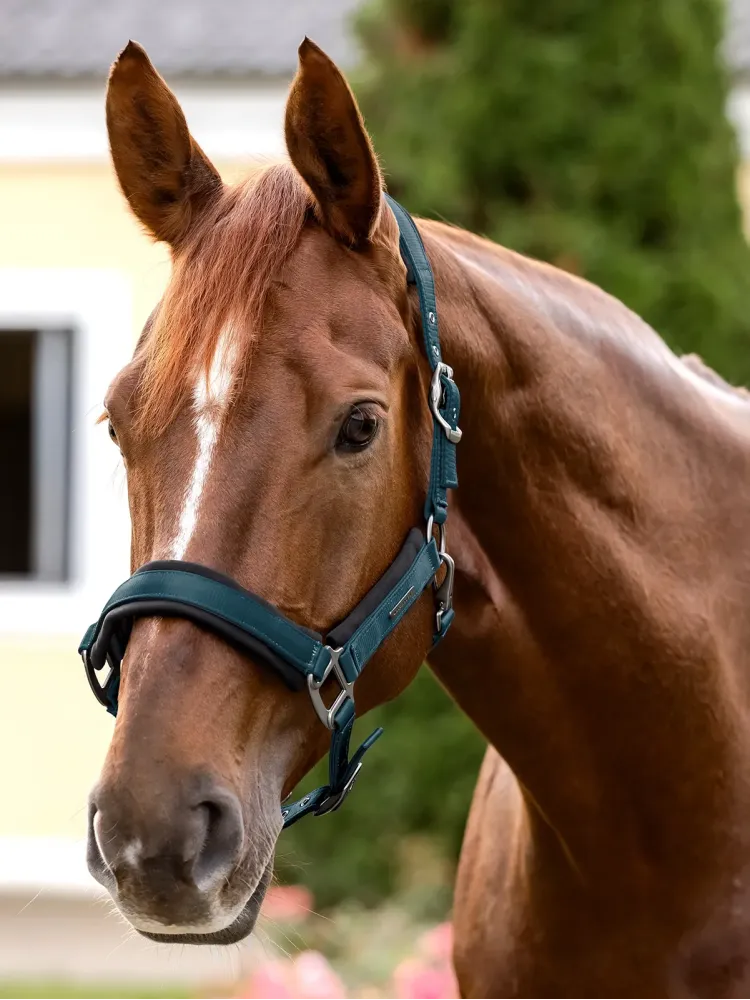 Apauši Soft Touch Waldhausen