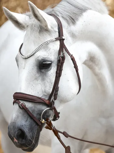 Iemaukti Everness Oiled Leather Kavalkade