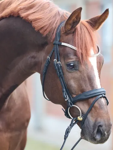 Iemaukti Everness Oiled Leather Kavalkade