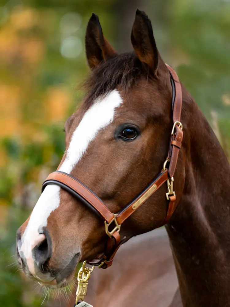 Ādas apauši Cinta Kavalkade
