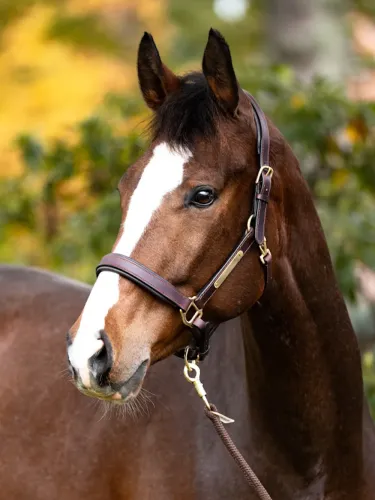 Ādas apauši Cinta Kavalkade
