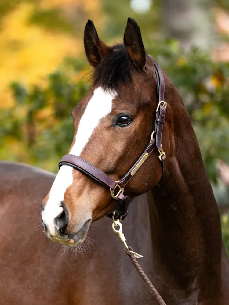Ādas apauši Cinta Kavalkade