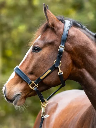 Ādas apauši Cinta Kavalkade