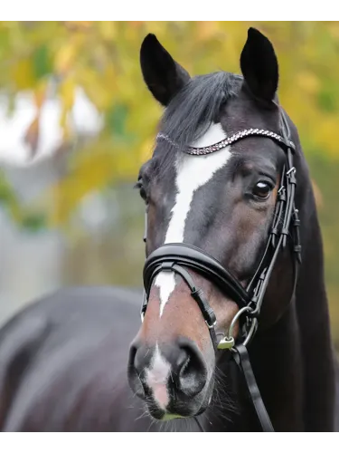 Pieres siksna Sparkle Kavalkade