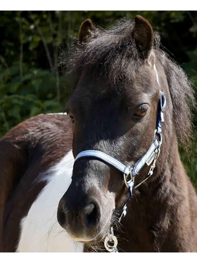 Apauši Shetty Shorty Kavalkade
