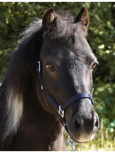 Apauši Shetty Shorty Kavalkade