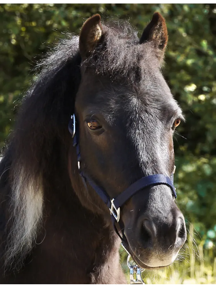 Apauši Shetty Shorty Kavalkade