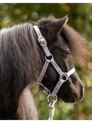 Apauši Shetty Shorty Kavalkade