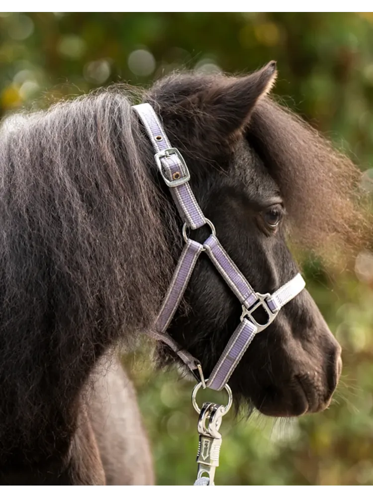 Apauši Shetty Shorty Kavalkade