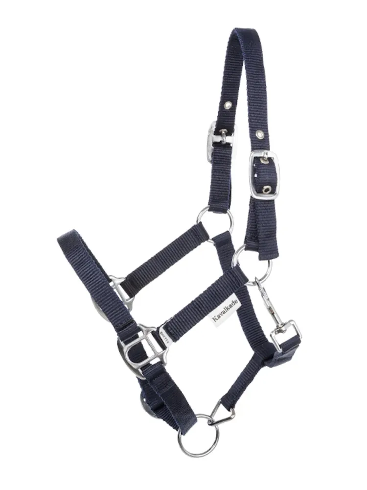 Apauši Shetty Shorty Kavalkade