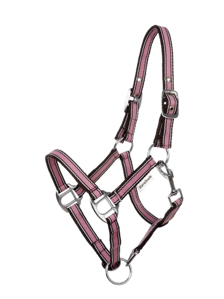 Apauši Shetty Shorty Kavalkade