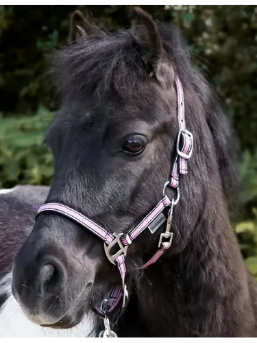 Apauši Shetty Shorty Kavalkade