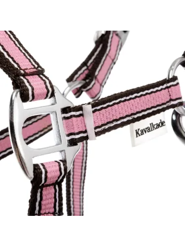 Apauši Shetty Shorty Kavalkade