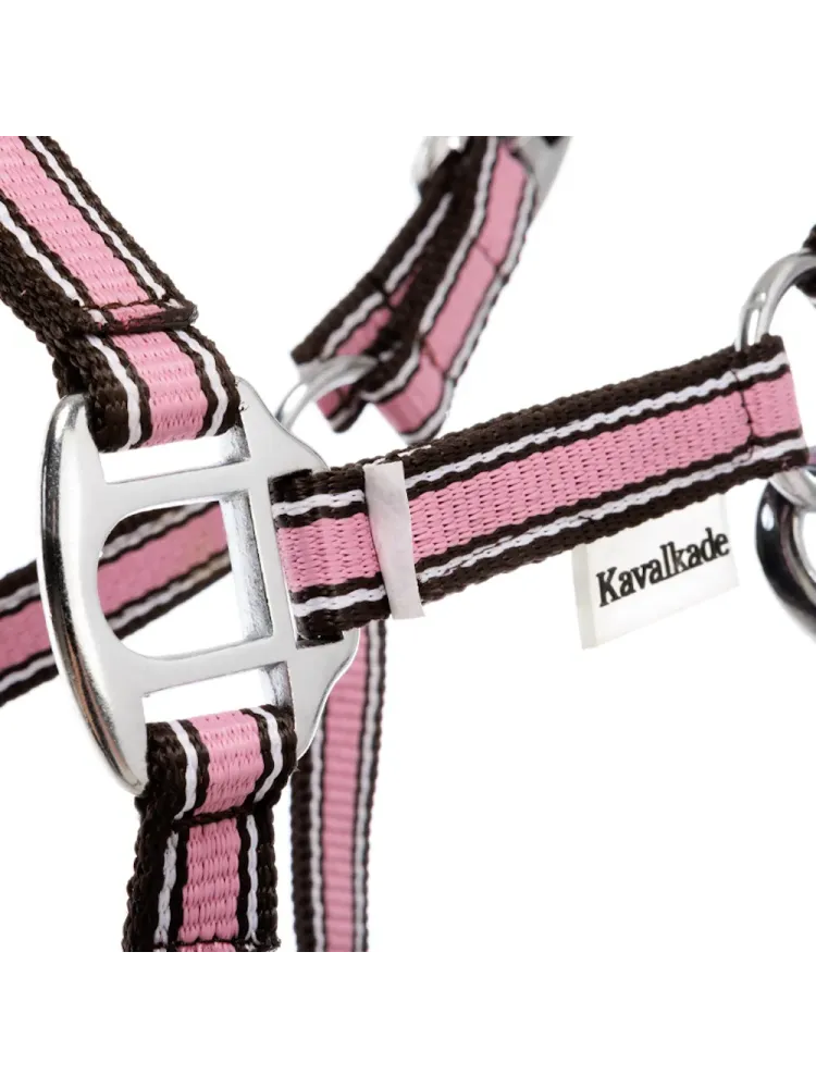 Apauši Shetty Shorty Kavalkade