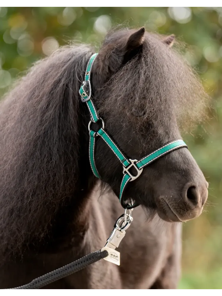 Apauši Shetty Shorty Kavalkade