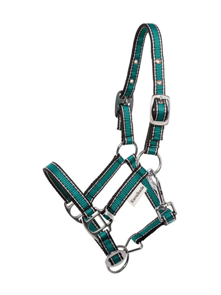 Apauši Shetty Shorty Kavalkade