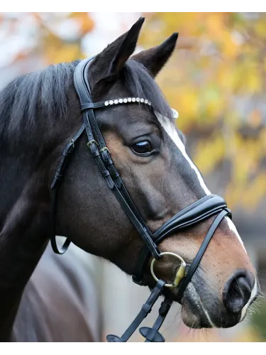 Iemaukti Juliana Patent Kavalkade